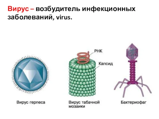 Вирус – возбудитель инфекционных заболеваний, virus.