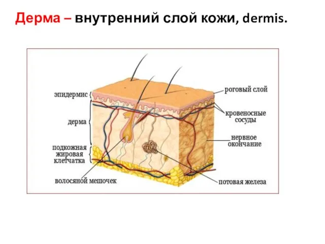 Дерма – внутренний слой кожи, dermis.