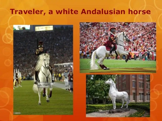 Traveler, a white Andalusian horse