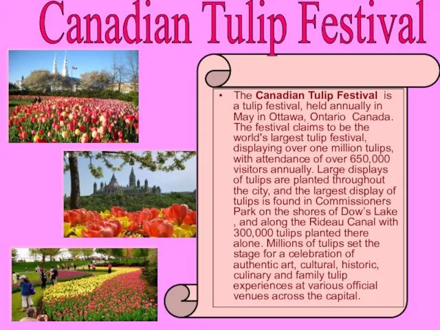 The Canadian Tulip Festival is a tulip festival, held annually in