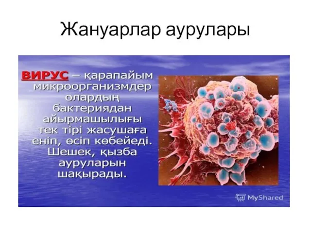 Жануарлар аурулары