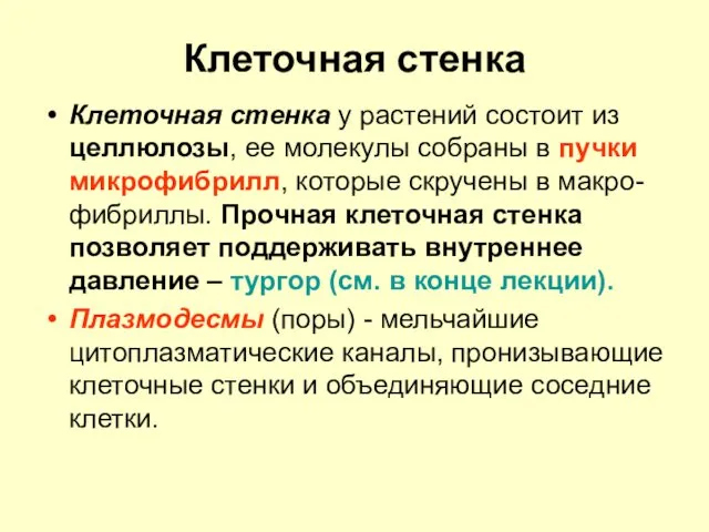 Клеточная стенка Клеточная стенка у растений состоит из целлюлозы, ее молекулы