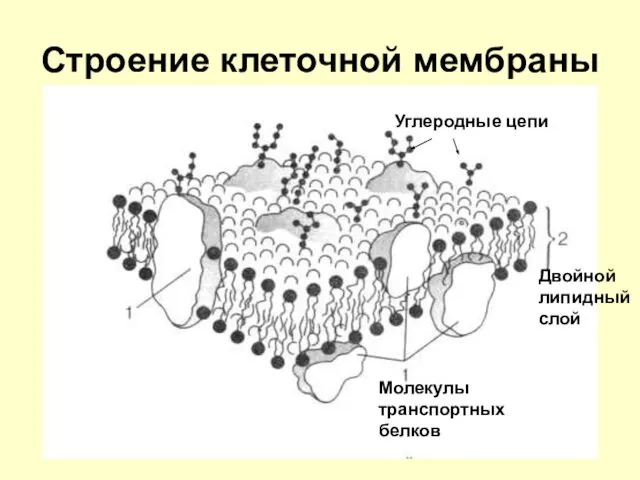 Строение клеточной мембраны Молекулы транспортных белков Двойной липидный слой Углеродные цепи