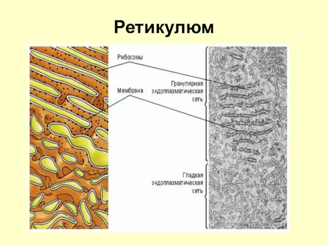 Ретикулюм