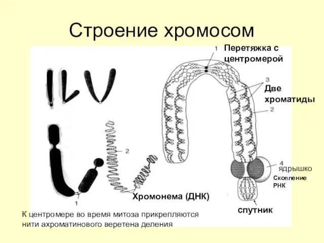 Строение хромосом спутник Перетяжка с центромерой Две хроматиды Хромонема (ДНК) К