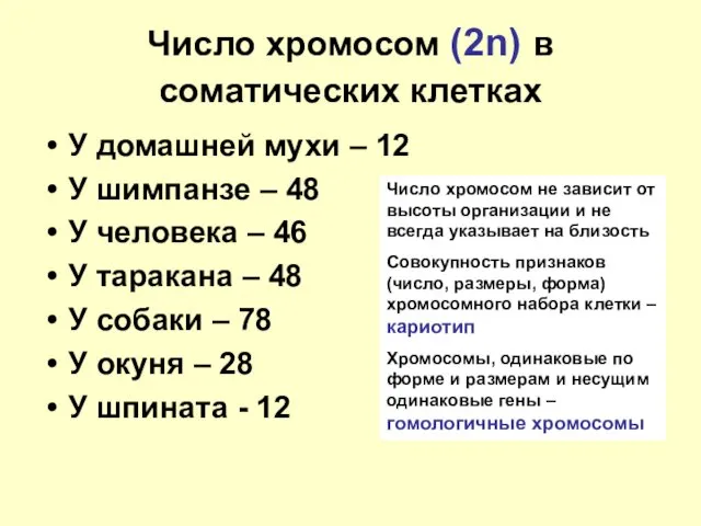 Число хромосом (2n) в соматических клетках У домашней мухи – 12