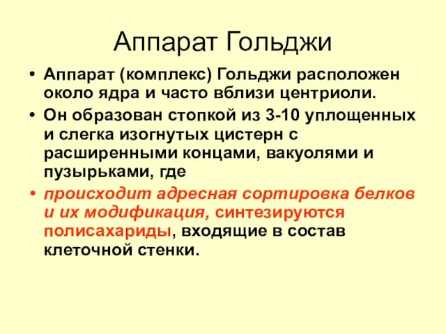 Аппарат Гольджи Аппарат (комплекс) Гольджи расположен около ядра и часто вблизи