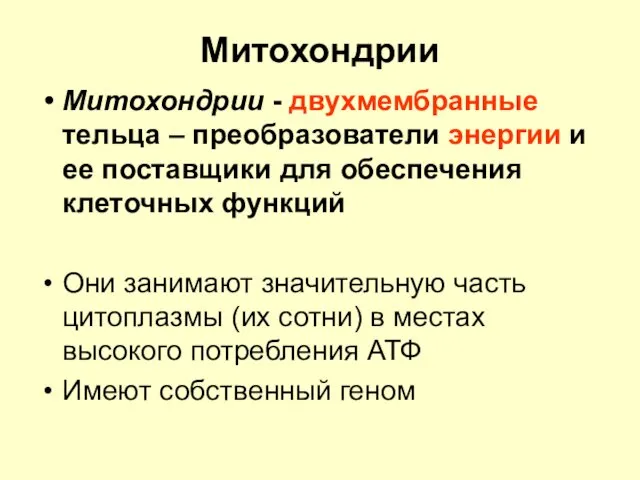 Митохондрии Митохондрии - двухмембранные тельца – преобразователи энергии и ее поставщики