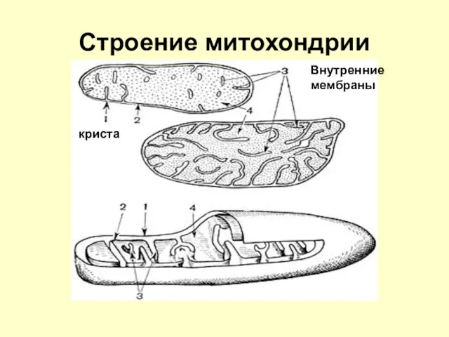 Строение митохондрии Внутренние мембраны криста