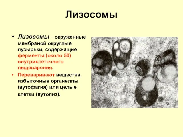 Лизосомы Лизосомы - окруженные мембраной округлые пузырьки, содержащие ферменты (около 50)