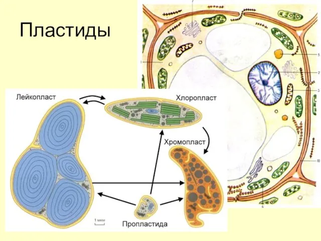 Пластиды