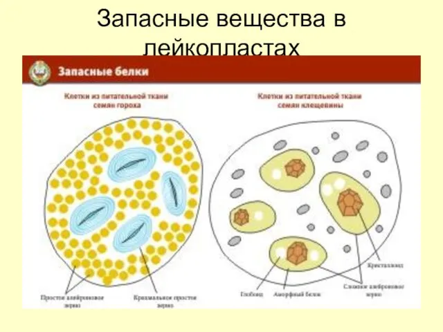 Запасные вещества в лейкопластах