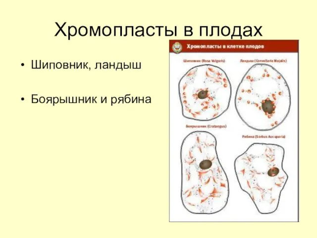 Хромопласты в плодах Шиповник, ландыш Боярышник и рябина