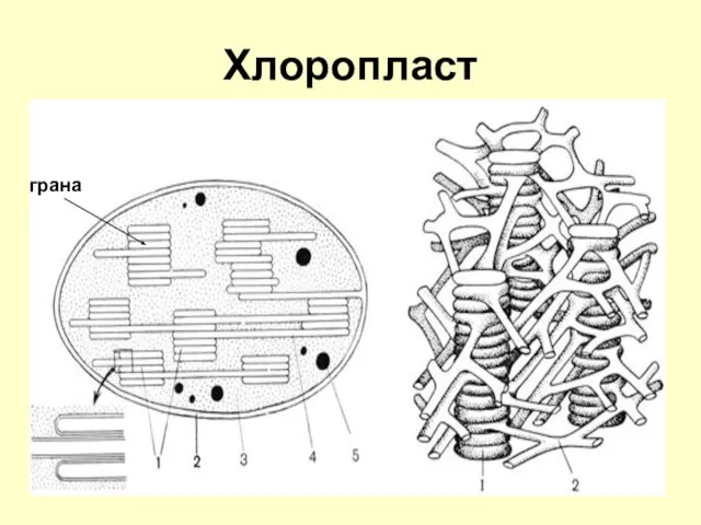 Хлоропласт грана