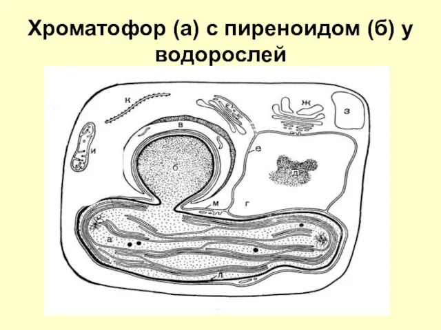 Хроматофор (а) с пиреноидом (б) у водорослей