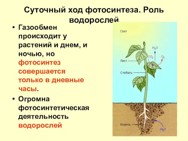 Суточный ход фотосинтеза. Роль водорослей Газообмен происходит у растений и днем,