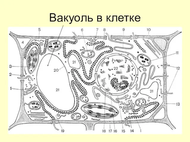 Вакуоль в клетке