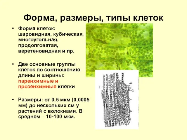 Форма, размеры, типы клеток Форма клеток: шаровидная, кубическая, многоугольная, продолговатая, веретеновидная