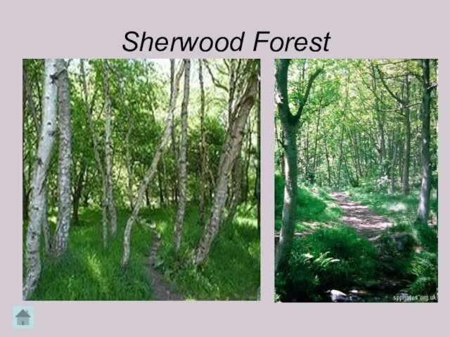 Sherwood Forest