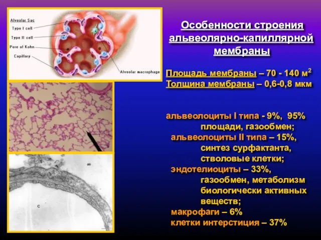 Особенности строения альвеолярно-капиллярной мембраны Площадь мембраны – 70 - 140 м2