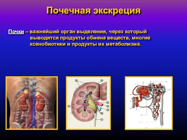 Почечная экскреция Почки – важнейший орган выделения, через который выводятся продукты