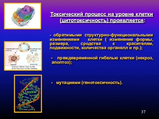 Токсический процесс на уровне клетки (цитотоксичность) проявляется: - обратимыми структурно-функциональными изменениями