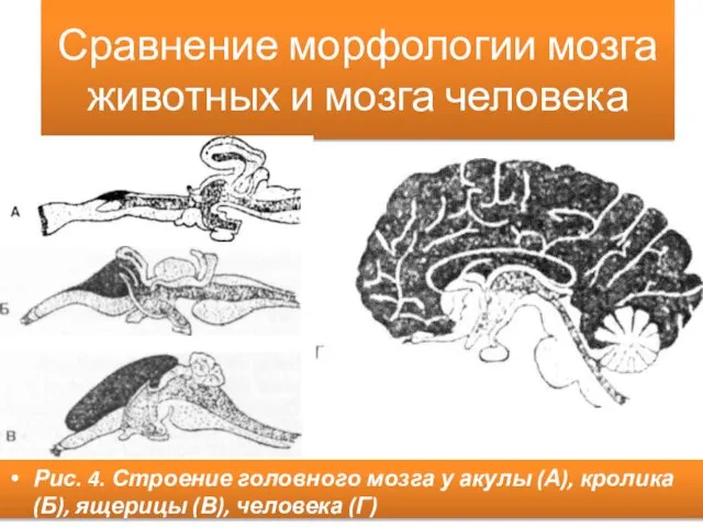 Сравнение морфологии мозга животных и мозга человека Рис. 4. Строение головного