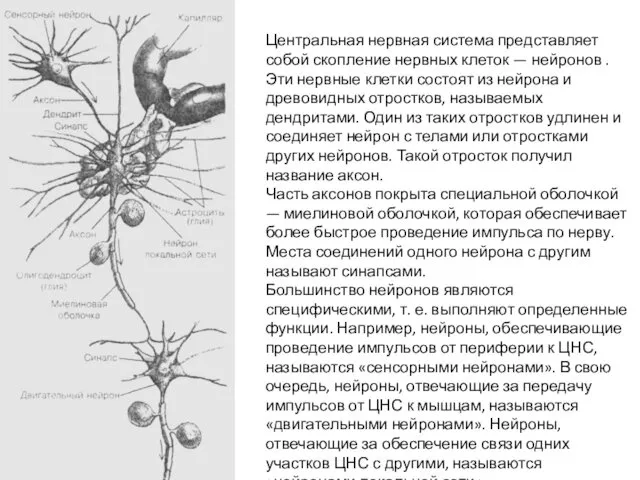 Центральная нервная система представляет собой скопление нервных клеток — нейронов .