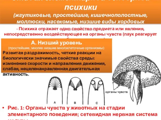 Стадия элементарной сенсорной психики (жгутиковые, простейшие, кишечнополостные, моллюски, насекомые, низшие виды