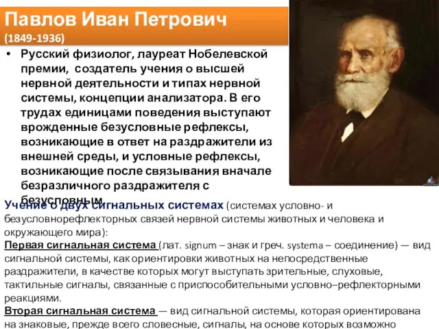 Павлов Иван Петрович (1849-1936) Русский физиолог, лауреат Нобелевской премии, создатель учения