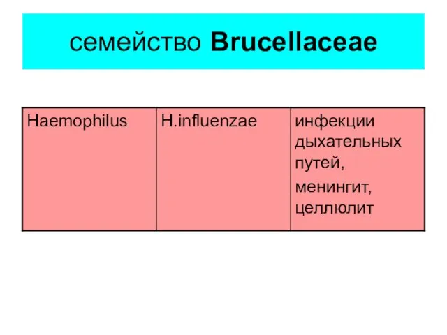 семейство Brucellaceae