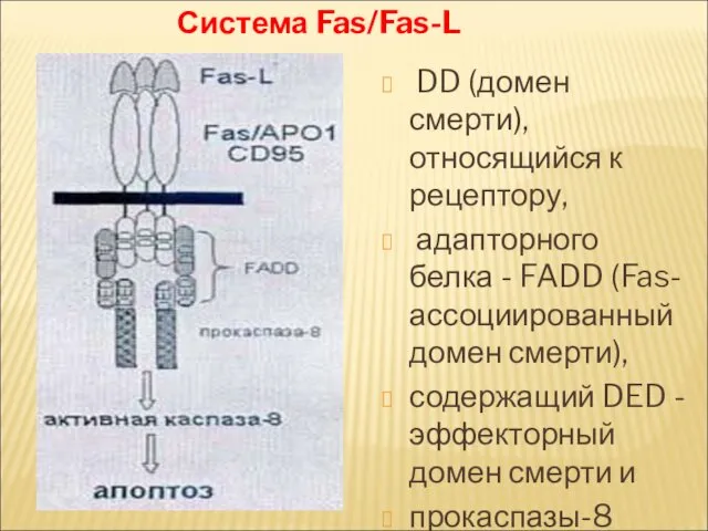 Система Fas/Fas-L DD (домен смерти), относящийся к рецептору, адапторного белка -