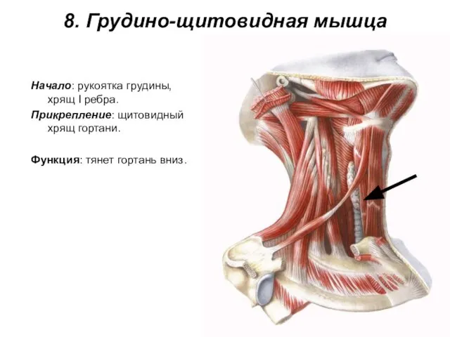 8. Грудино-щитовидная мышца Начало: рукоятка грудины, хрящ I ребра. Прикрепление: щитовидный