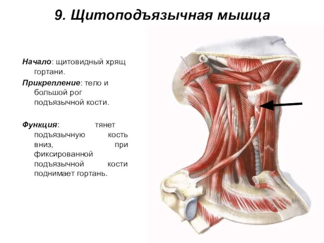 9. Щитоподъязычная мышца Начало: щитовидный хрящ гортани. Прикрепление: тело и большой