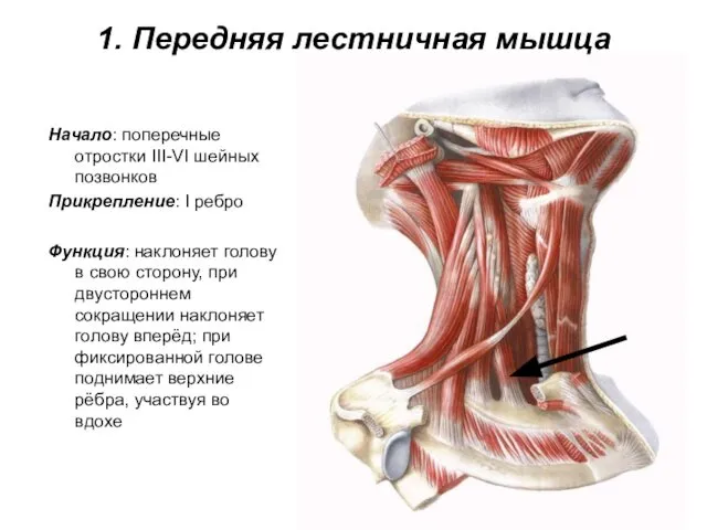 1. Передняя лестничная мышца Начало: поперечные отростки III-VI шейных позвонков Прикрепление: