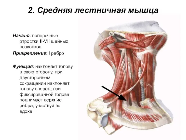 2. Средняя лестничная мышца Начало: поперечные отростки II-VII шейных позвонков Прикрепление: