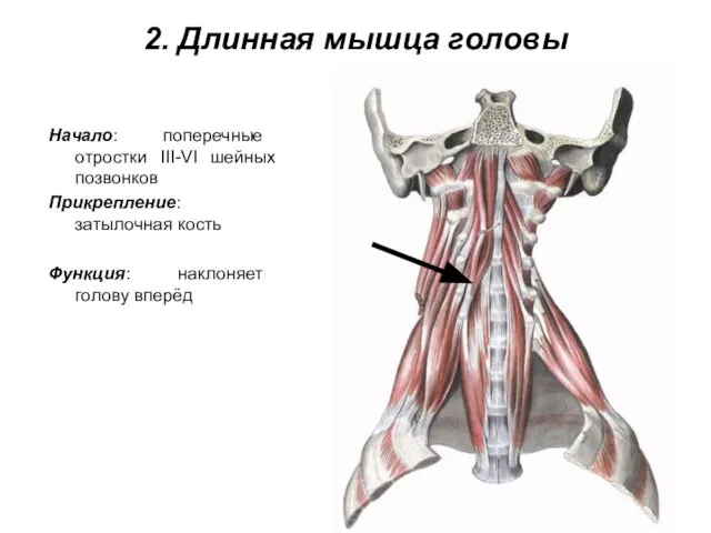 2. Длинная мышца головы Начало: поперечные отростки III-VI шейных позвонков Прикрепление: