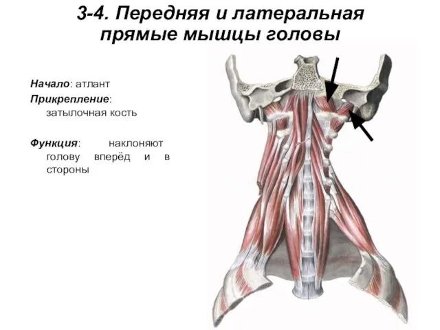 3-4. Передняя и латеральная прямые мышцы головы Начало: атлант Прикрепление: затылочная