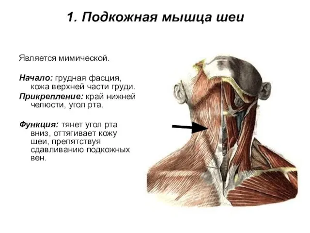 1. Подкожная мышца шеи Является мимической. Начало: грудная фасция, кожа верхней