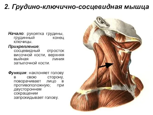 2. Грудино-ключично-сосцевидная мышца Начало: рукоятка грудины, грудинный конец ключицы. Прикрепление: сосцевидный