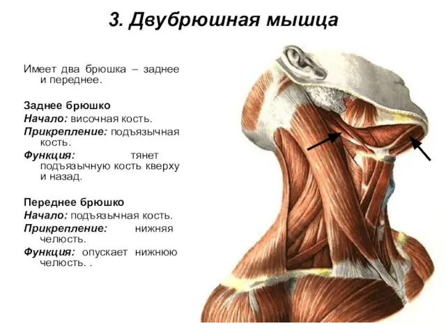 3. Двубрюшная мышца Имеет два брюшка – заднее и переднее. Заднее