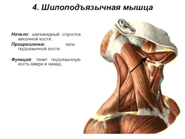 4. Шилоподъязычная мышца Начало: шиловидный отросток височной кости. Прикрепление: тело подъязычной