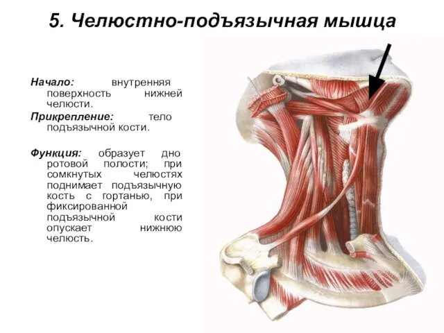 5. Челюстно-подъязычная мышца Начало: внутренняя поверхность нижней челюсти. Прикрепление: тело подъязычной