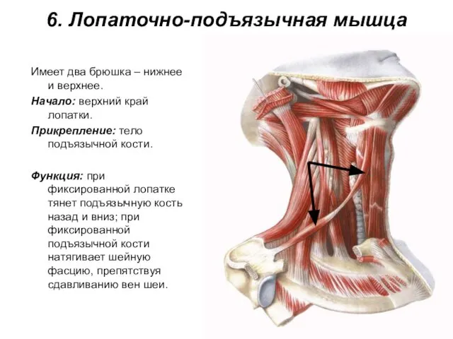 6. Лопаточно-подъязычная мышца Имеет два брюшка – нижнее и верхнее. Начало: