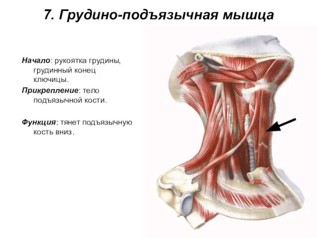 7. Грудино-подъязычная мышца Начало: рукоятка грудины, грудинный конец ключицы. Прикрепление: тело