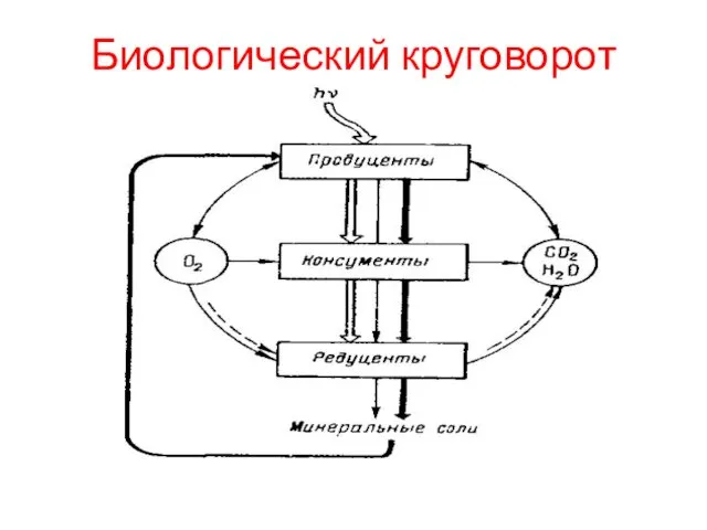 Биологический круговорот