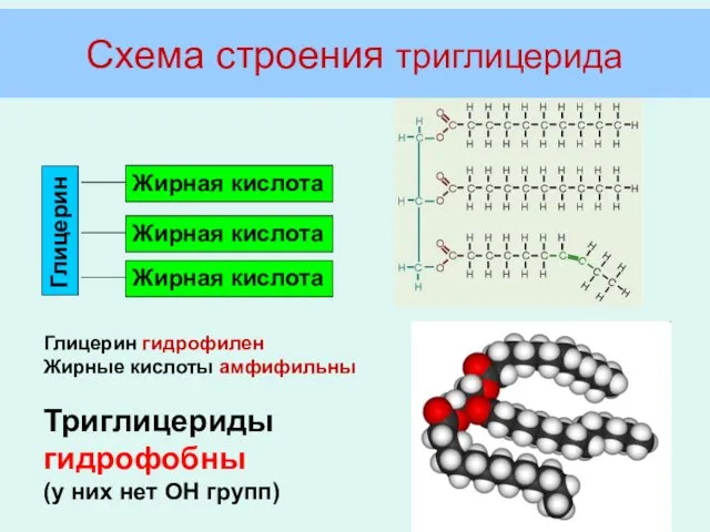 Схема строения триглицерида Глицерин гидрофилен Жирные кислоты амфифильны Триглицериды гидрофобны (у них нет ОН групп)