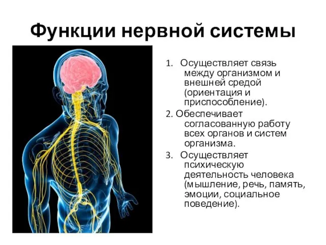 1. Осуществляет связь между организмом и внешней средой (ориентация и приспособление).