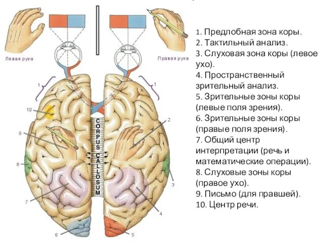 1. Предлобная зона коры. 2. Тактильный анализ. 3. Слуховая зона коры