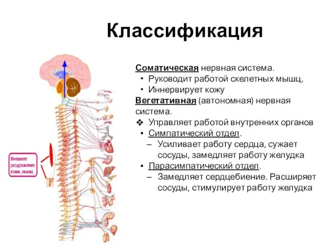 Соматическая нервная система. Руководит работой скелетных мышц, Иннервирует кожу Вегетативная (автономная)